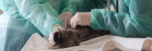 Absorbent mats for veterinary operating theatres