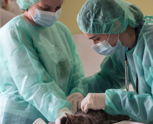 Absorbent mats for veterinary operating theatres