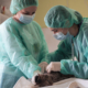 Absorbent mats for veterinary operating theatres