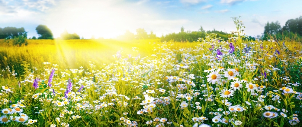 Carbon Reduction Plan 2024 - Medical Company UK