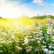 Carbon Reduction Plan 2024 - Medical Company UK