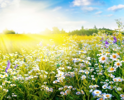 Carbon Reduction Plan 2024 - Medical Company UK