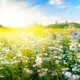 Carbon Reduction Plan 2024 - Medical Company UK