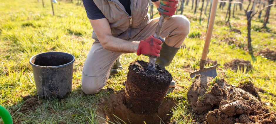 Carbon Reduction Plan 2025 offsets Scope 1 emissions with tree planting scheme.